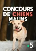 Concours de chiens malins