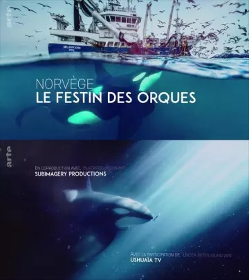 Norvège : le festin des orques