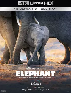 Elephant  [WEB-DL 4K] - MULTI (FRENCH)